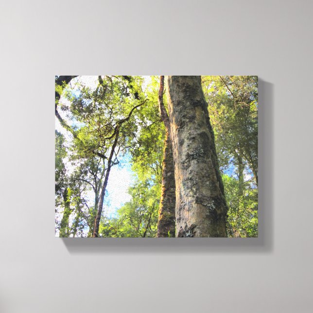 Australian Rainforest Eucalyptus Gum Trees Canvas Print (Front)