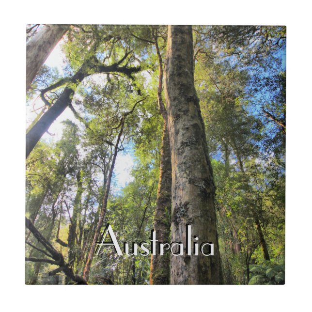 Australian Rainforest Eucalyptus Gum Trees Ceramic Tile (Front)
