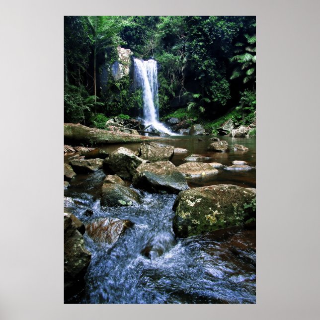 Australian Rainforest Poster (Front)