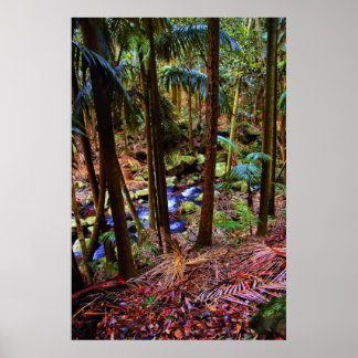 Australian Rainforest Poster