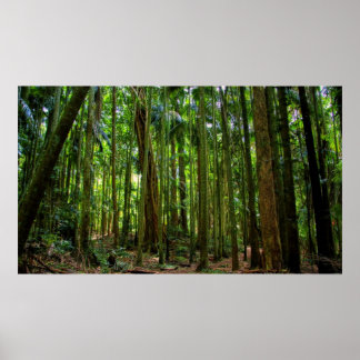 Australian Rainforest Poster