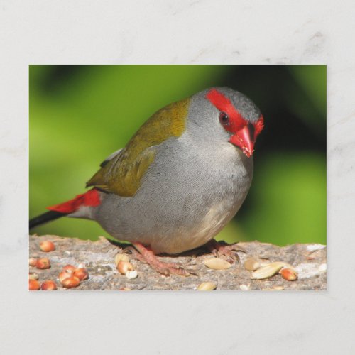 Australian Red Browed Firetretail Finch Postcard