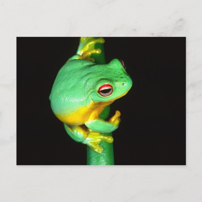 Australian Red Eye Treefrog, Litoria chloris, Postcard (Front)