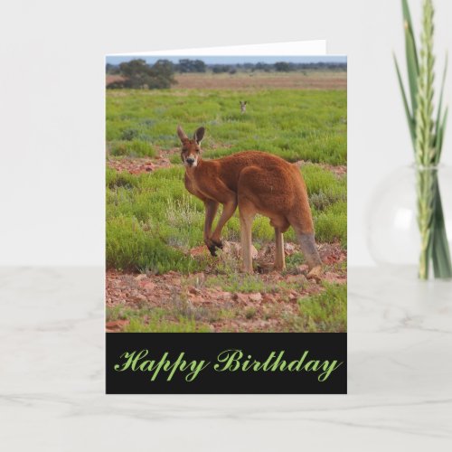 Australian red kangaroo blank birthday card