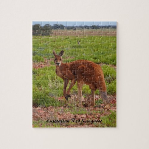Australian red kangaroo jigsaw puzzle