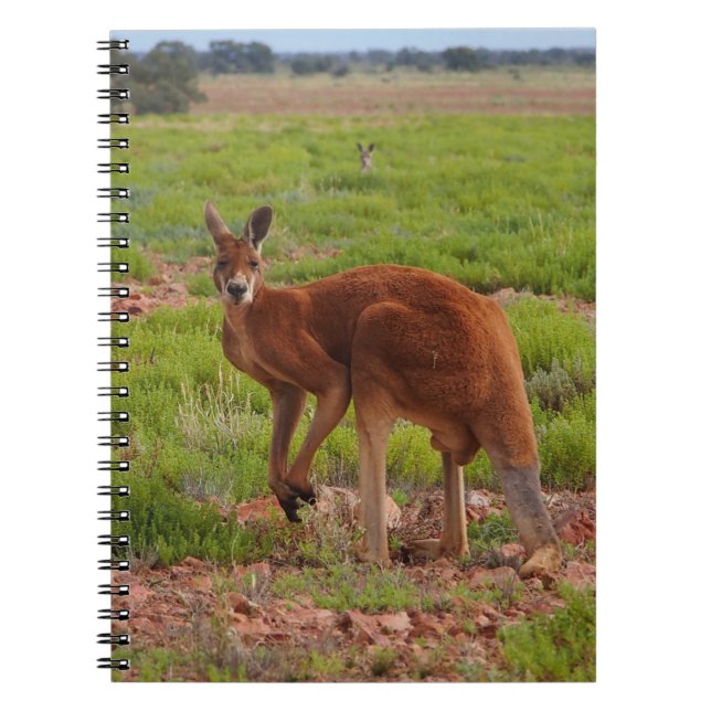 Australian red kangaroo notebook (Front)