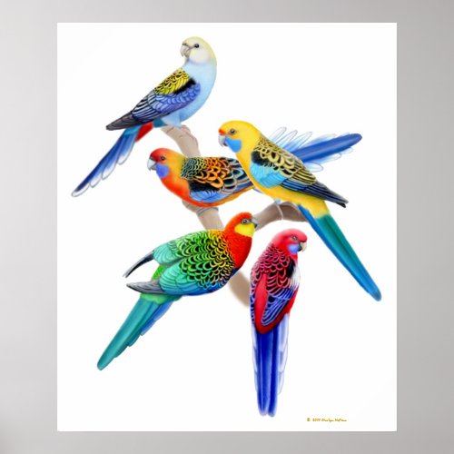 Australian Rosella Parrots Print