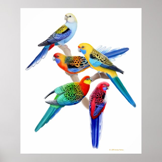Australian Rosella Parrots Print (Front)