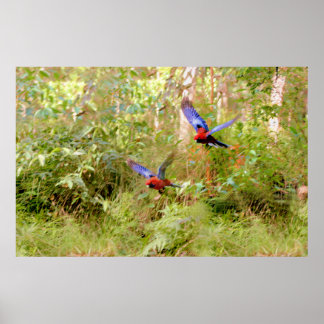Australian Rosellas Poster