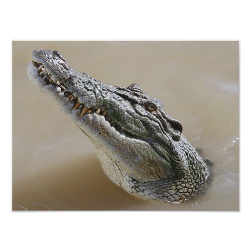 Australian Salt Water Crocodile Darwin Photo Print