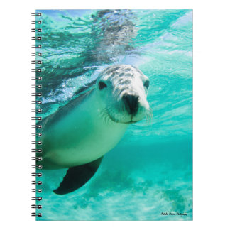 Australian Sea Lion Notebook