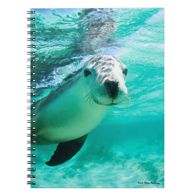 Australian Sea Lion Notebook (Front)