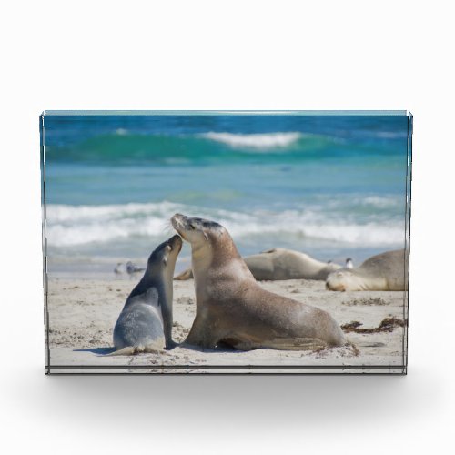 Australian Sea Lion on the beach Photo Block
