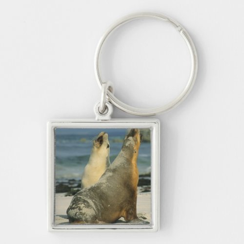 Australian Sea Lions Neophoca cinerea 2 Keychain