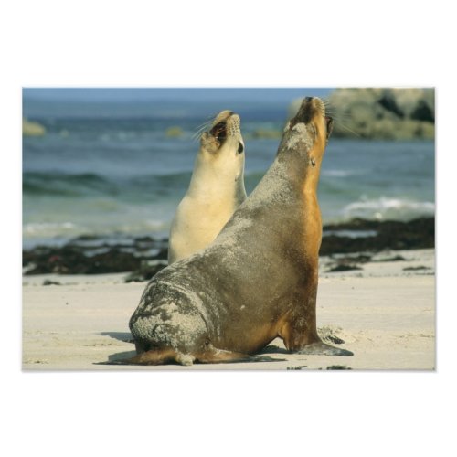 Australian Sea Lions Neophoca cinerea 2 Photo Print