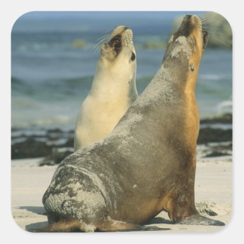 Australian Sea Lions Neophoca cinerea 2 Square Sticker