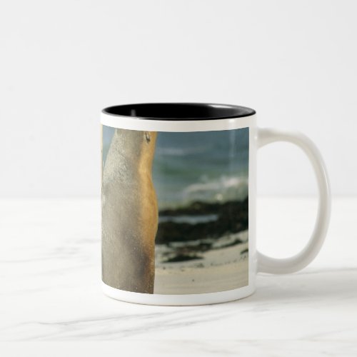 Australian Sea Lions Neophoca cinerea 2 Two_Tone Coffee Mug