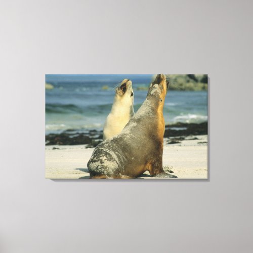 Australian Sea Lions Neophoca cinerea Canvas Print