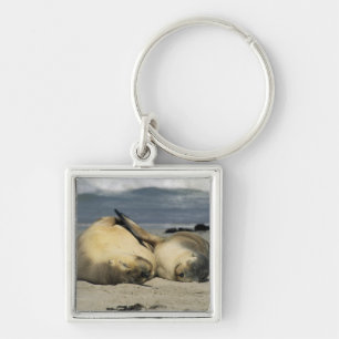 Australian Sea Lions, Neophoca cinerea), Keychain