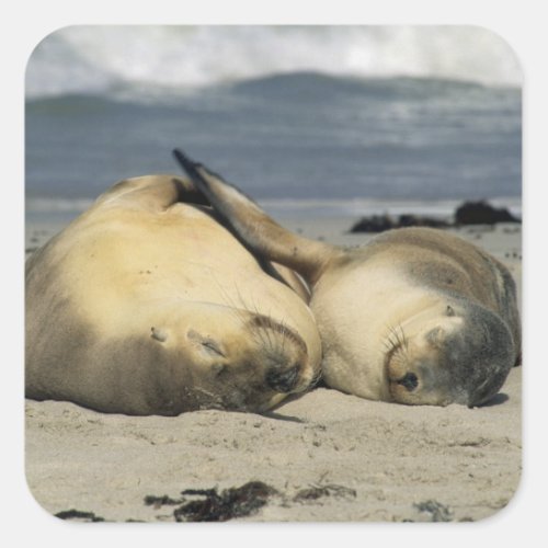 Australian Sea Lions Neophoca cinerea Square Sticker