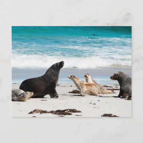 Australian Sea Lions on Seal bay Kangaroo Island Postcard