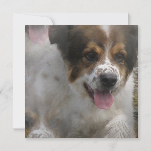 Australian Sheherd Puppy Invitation (Front)