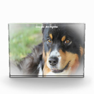 Australian Shepard Dog. Acrylic Award