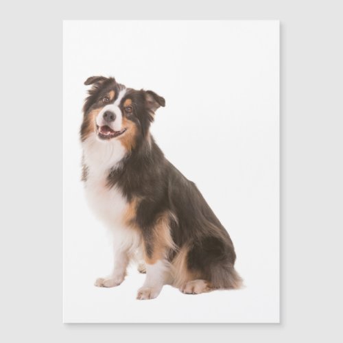 Australian Shepherd  