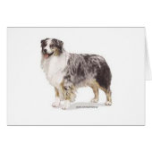 Australian Shepherd (Front Horizontal)