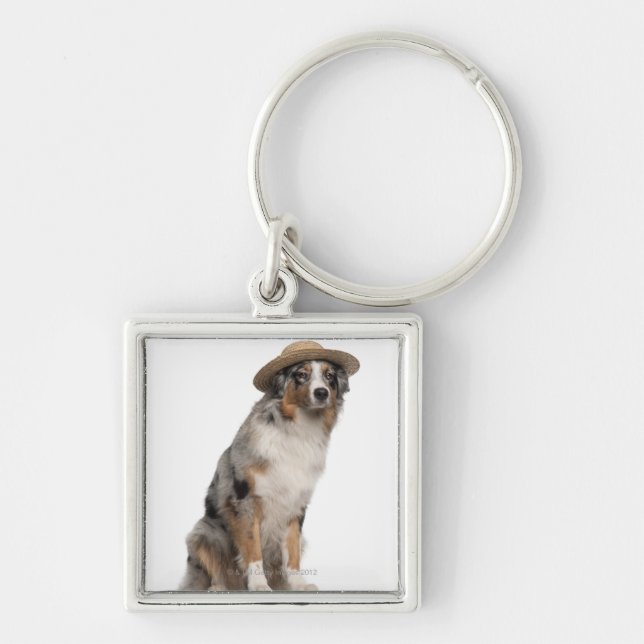 Australian Shepherd (10 months old) wearing a Keychain (Front)