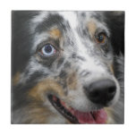 australian-shepherd-32.jpg ceramic tile