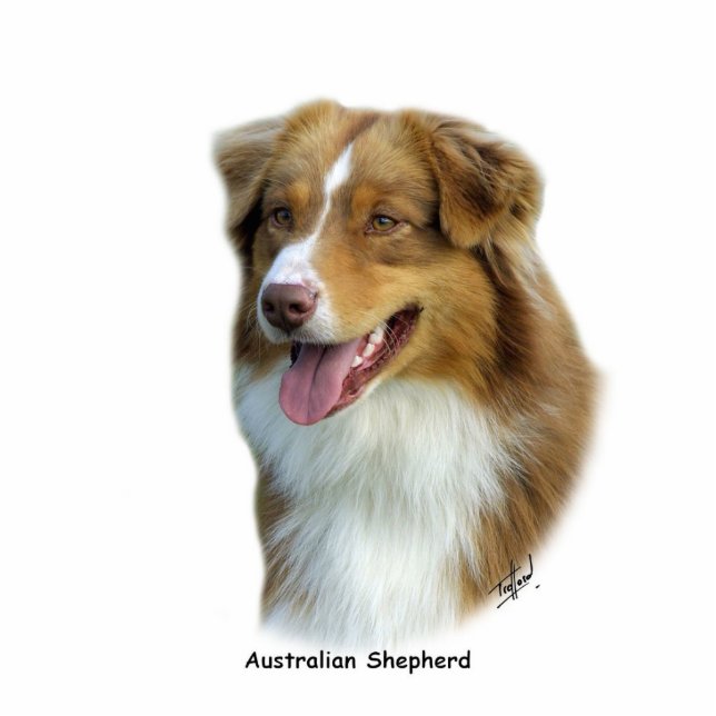 Australian Shepherd 9K4D-16 Statuette (Front)