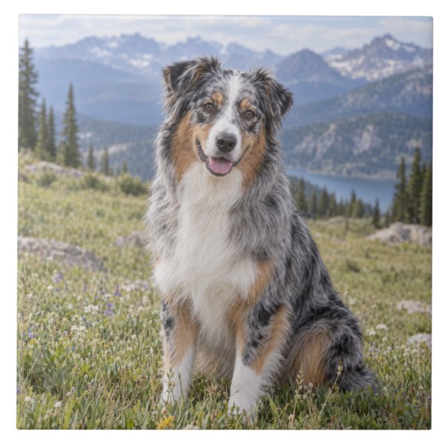 Australian Shepherd Alpine Meadow Ceramic Tile (Front)