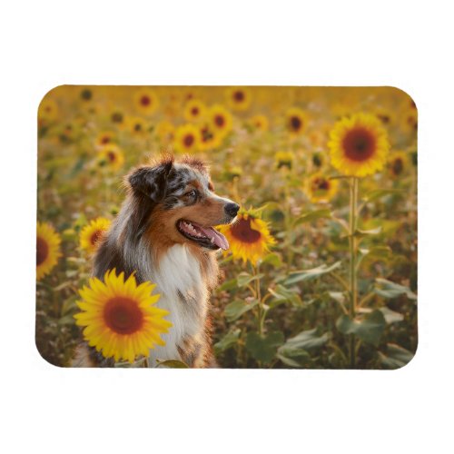 Australian Shepherd and Sunflowers  Magnet