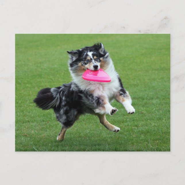 australian shepherd at frisbee postcard (Front)