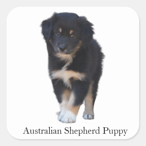 Australian Shepherd Aussie Puppy Breed Sticker