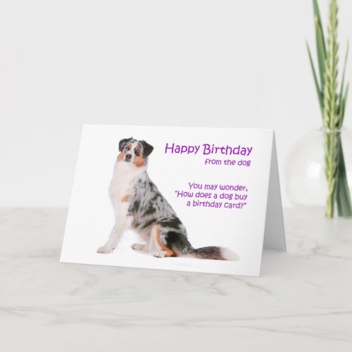 Australian Shepherd Birthday Card