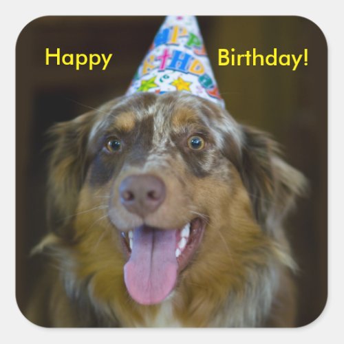 Australian Shepherd Birthday Party Dog Square Sticker