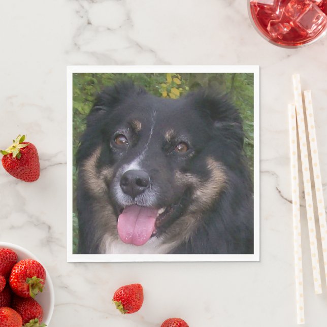 australian shepherd black tri napkins (Insitu)