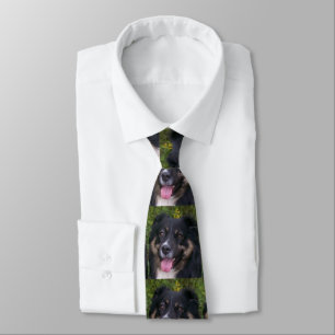 australian shepherd black tri neck tie