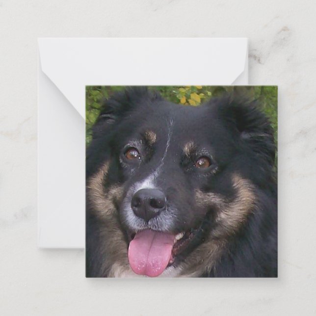 australian shepherd black tri note card (Front)