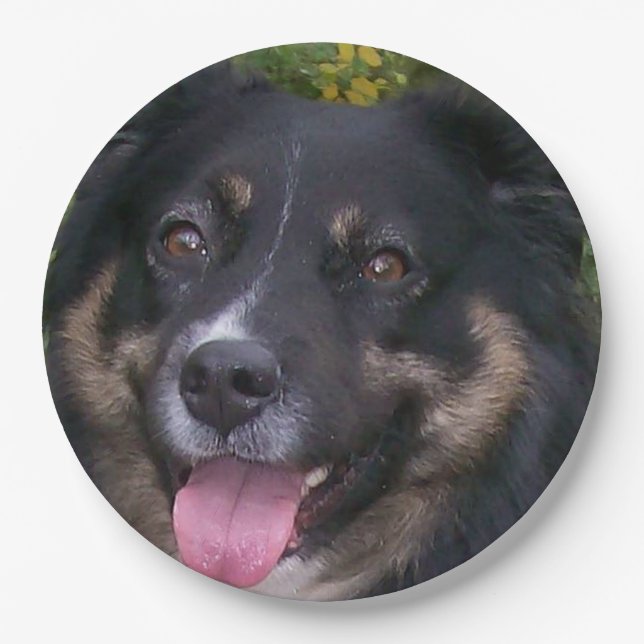 australian shepherd black tri paper plates (Front)
