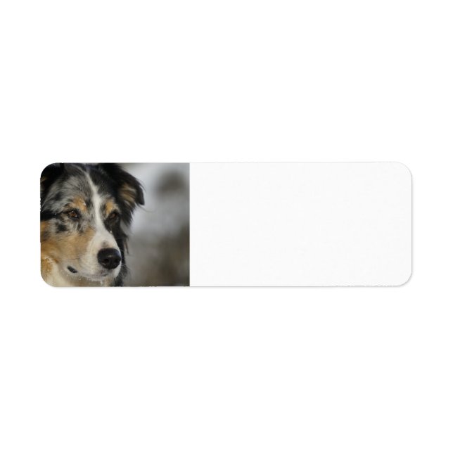 australian-shepherd-blue merle 2 label (Front)