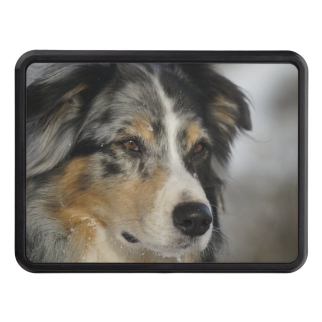 australian-shepherd-blue merle 2 tow hitch cover (Front)