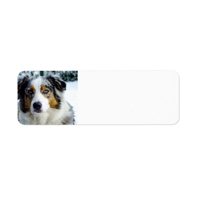 australian shepherd blue merle 3 label (Front)