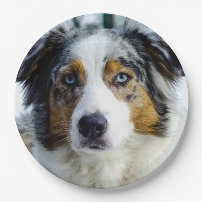 australian shepherd blue merle 3 paper plates (Front)