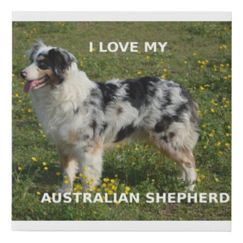 australian shepherd blue merle love w pic faux canvas print