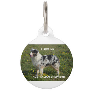 australian shepherd blue merle love w pic pet ID tag