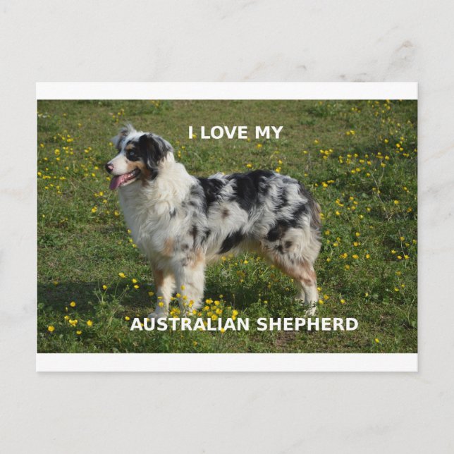 australian shepherd blue merle love w pic postcard (Front)