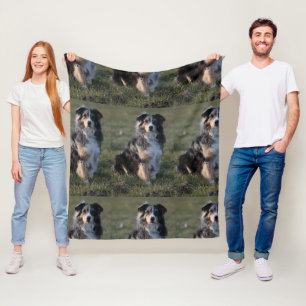 australian-shepherd-blue merle sitting fleece blanket